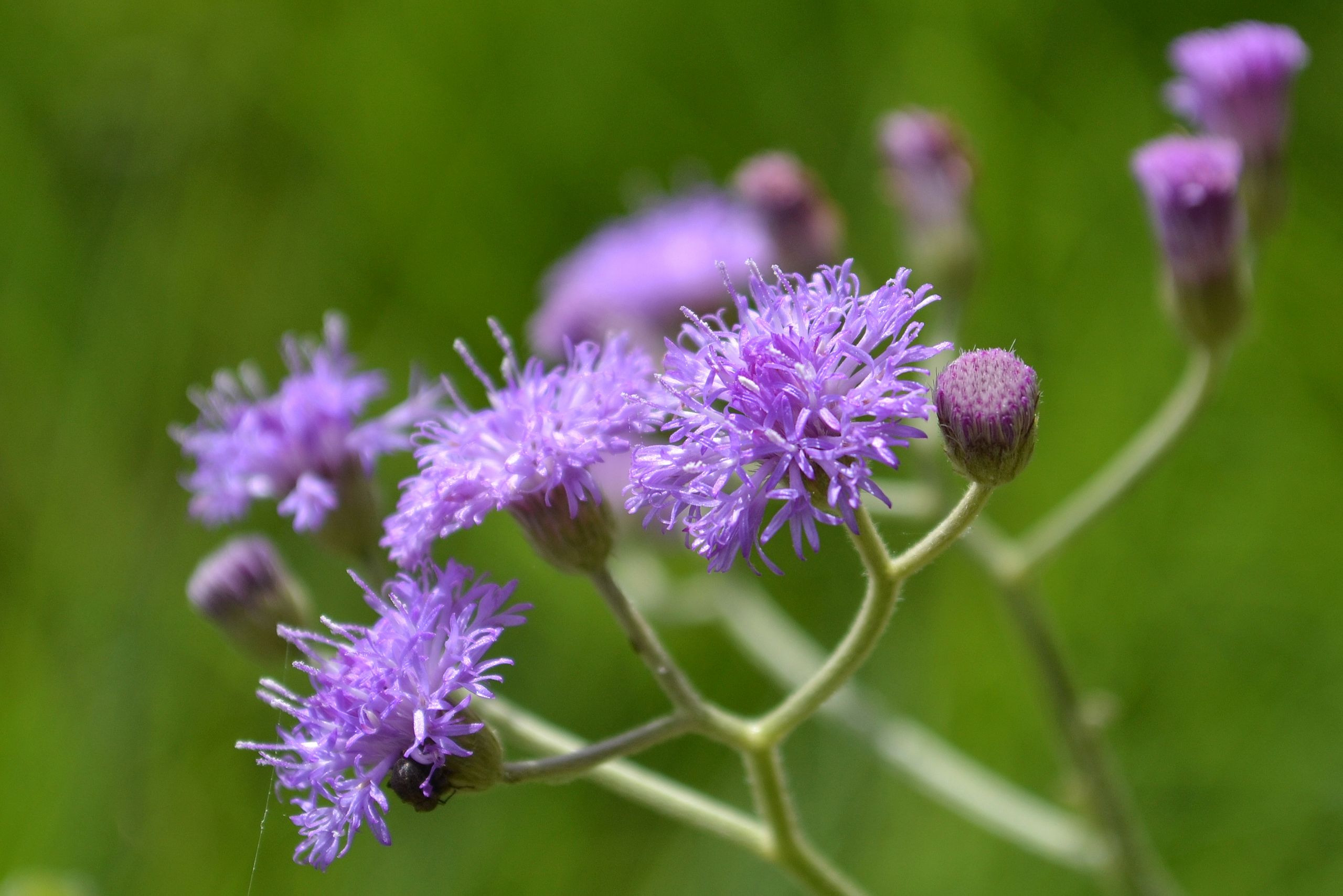 หญ้าดอกขาว | Thai-Herbs.Thdata.Co