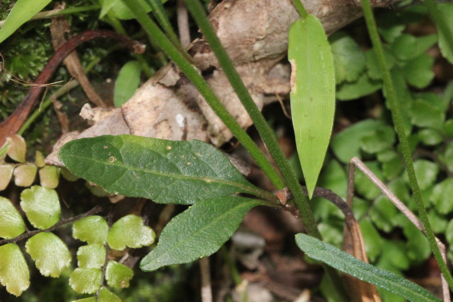 หญ้าดอกขาว | Thai-Herbs.Thdata.Co