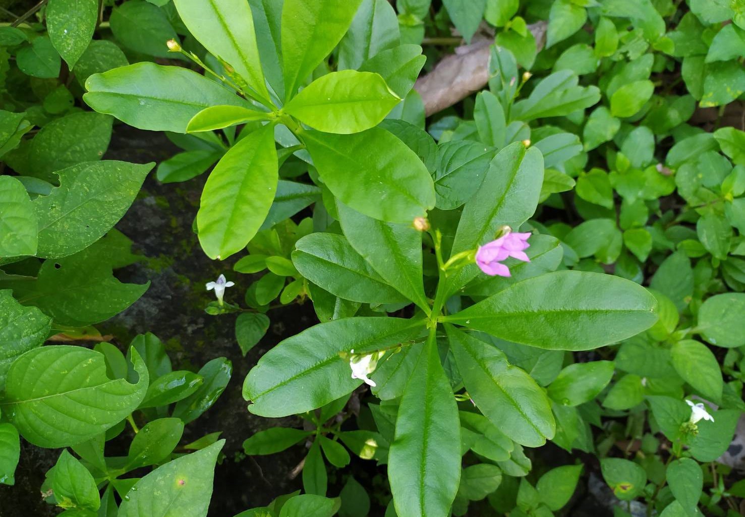 NEW!! 1 plant Thai ginseng Talinum paniculatum Geartn. cute Thai โสมไทย 