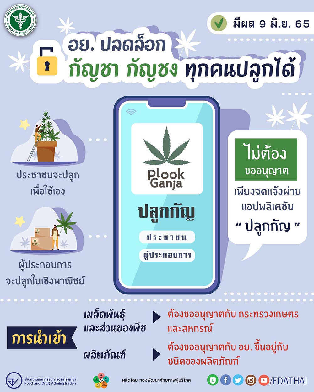 ปลูกกัญชา-กัญชงที่บ้านได้ไหม thai-herbs.thdata.co | ปลูกกัญชา-กัญชงที่บ้านได้ไหม สรรพคุณ สมุนไพร ไทย 
