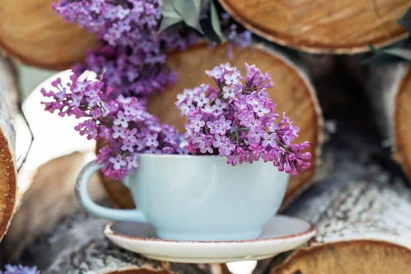 15-ดอกไม้กินได้-3 thai-herbs.thdata.co | 15-ดอกไม้กินได้-3 สรรพคุณ สมุนไพร ไทย 