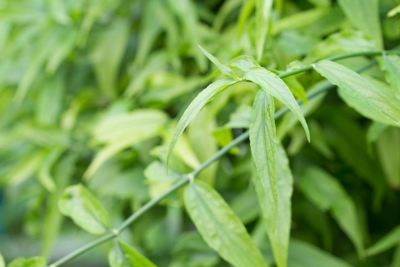 สวัด-โรคผิวหนังที่รักษาได้-ด้วยสมุนไพรพื้นบ้านของไทย thai-herbs.thdata.co | สวัด-โรคผิวหนังที่รักษาได้-ด้วยสมุนไพรพื้นบ้านของไทย สรรพคุณ สมุนไพร ไทย 