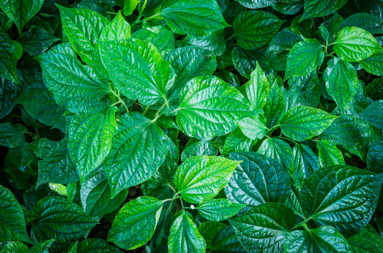 สมุนไพรกับโรคเบาหวาน-ต่อ thai-herbs.thdata.co | สมุนไพรกับโรคเบาหวาน-ต่อ สรรพคุณ สมุนไพร ไทย 