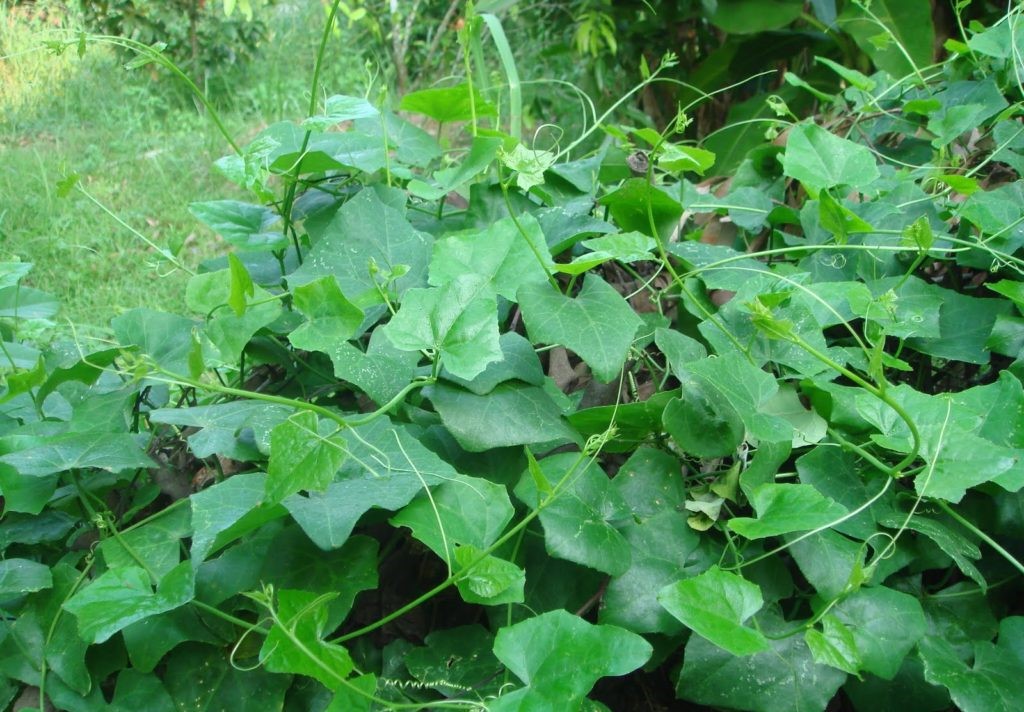 สมุนไพรกับโรคเบาหวาน-ต่อ thai-herbs.thdata.co | สมุนไพรกับโรคเบาหวาน-ต่อ สรรพคุณ สมุนไพร ไทย 
