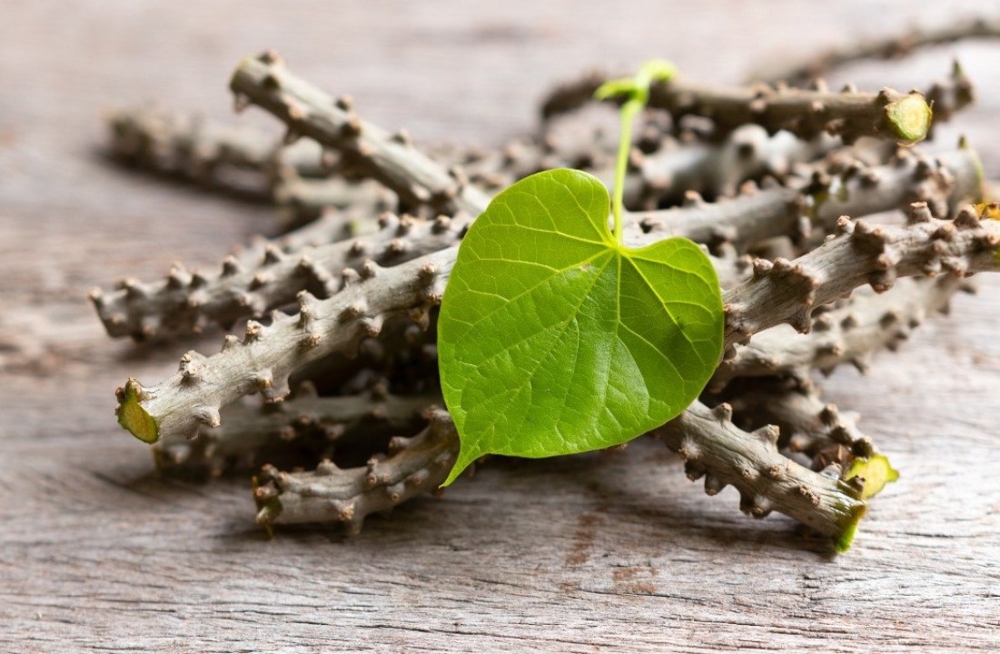 สมุนไพรกับโรคเบาหวาน-ต่อ thai-herbs.thdata.co | สมุนไพรกับโรคเบาหวาน-ต่อ สรรพคุณ สมุนไพร ไทย 