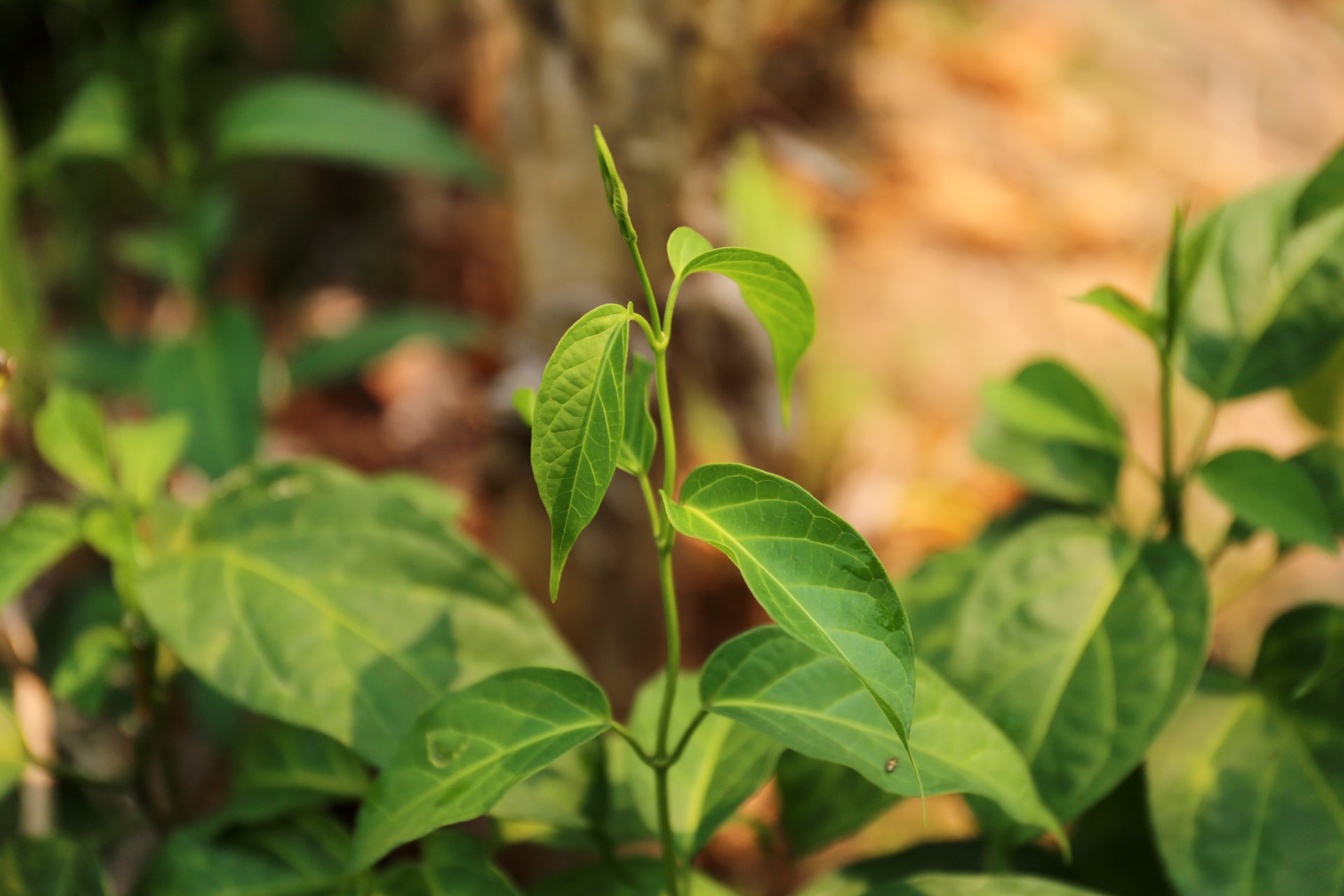 สมุนไพรกับโรคเบาหวาน-ต่อ thai-herbs.thdata.co | สมุนไพรกับโรคเบาหวาน-ต่อ สรรพคุณ สมุนไพร ไทย 