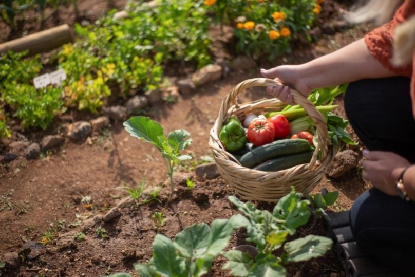 ผักสีเขียว-ประโยชน์ต่อสุขภาพ thai-herbs.thdata.co | ผักสีเขียว-ประโยชน์ต่อสุขภาพ สรรพคุณ สมุนไพร ไทย 