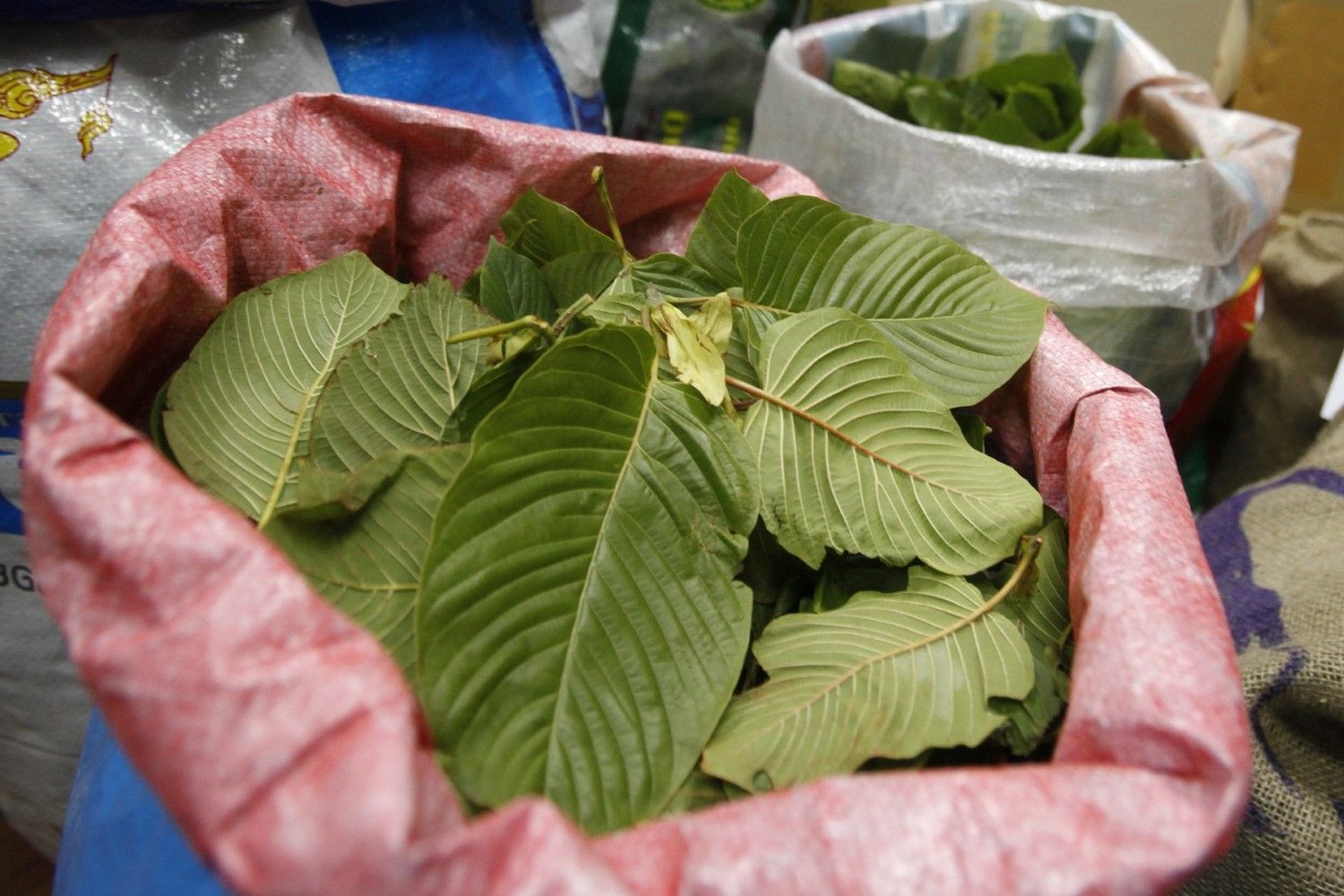 กระท่อม thai-herbs.thdata.co | กระท่อม สรรพคุณ สมุนไพร ไทย 