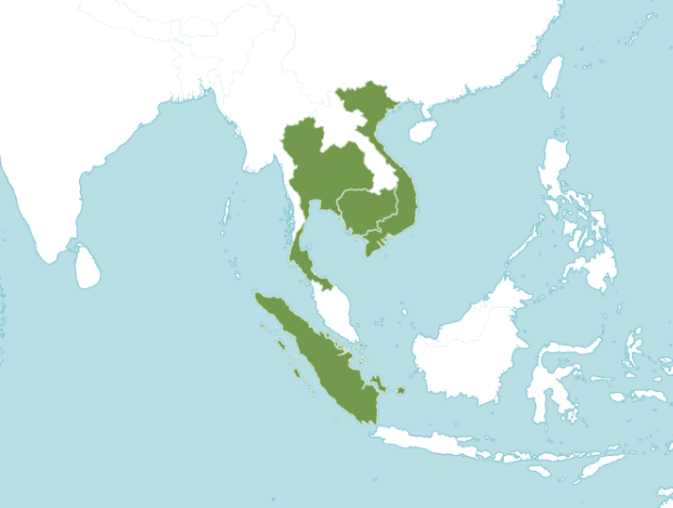 กระวาน thai-herbs.thdata.co | กระวาน สรรพคุณ สมุนไพร ไทย 