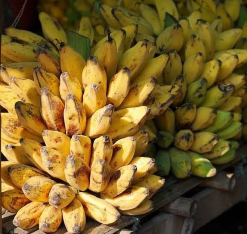 กล้วยตีบ thai-herbs.thdata.co | กล้วยตีบ สรรพคุณ สมุนไพร ไทย 