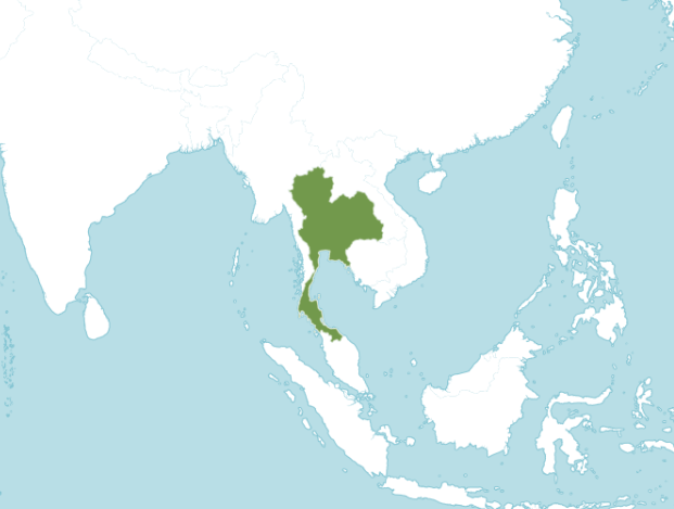 กวาวเครือขาว thai-herbs.thdata.co | กวาวเครือขาว สรรพคุณ สมุนไพร ไทย 