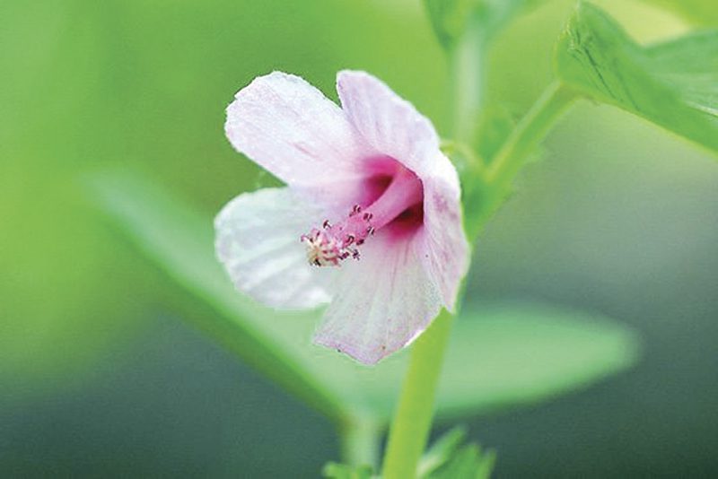 ขี้ครอก thai-herbs.thdata.co | ขี้ครอก สรรพคุณ สมุนไพร ไทย 