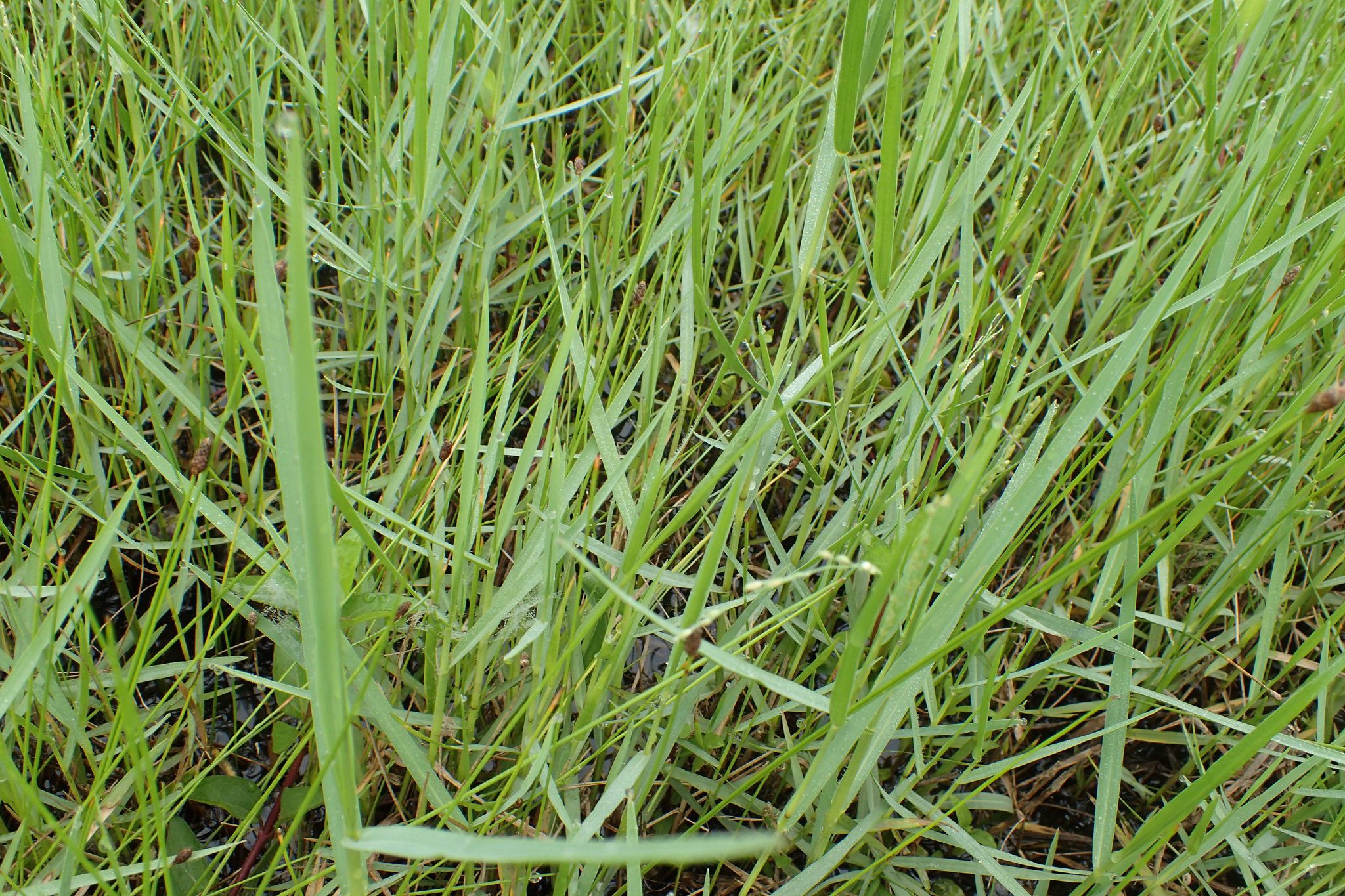 หญ้าชันกาด thai-herbs.thdata.co | หญ้าชันกาด สรรพคุณ สมุนไพร ไทย 