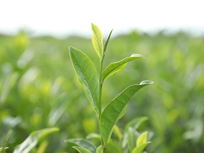 ชา thai-herbs.thdata.co | ชา สรรพคุณ สมุนไพร ไทย 