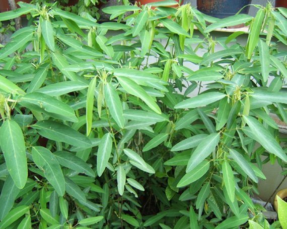 ช้อยนางรำ thai-herbs.thdata.co | ช้อยนางรำ สรรพคุณ สมุนไพร ไทย 