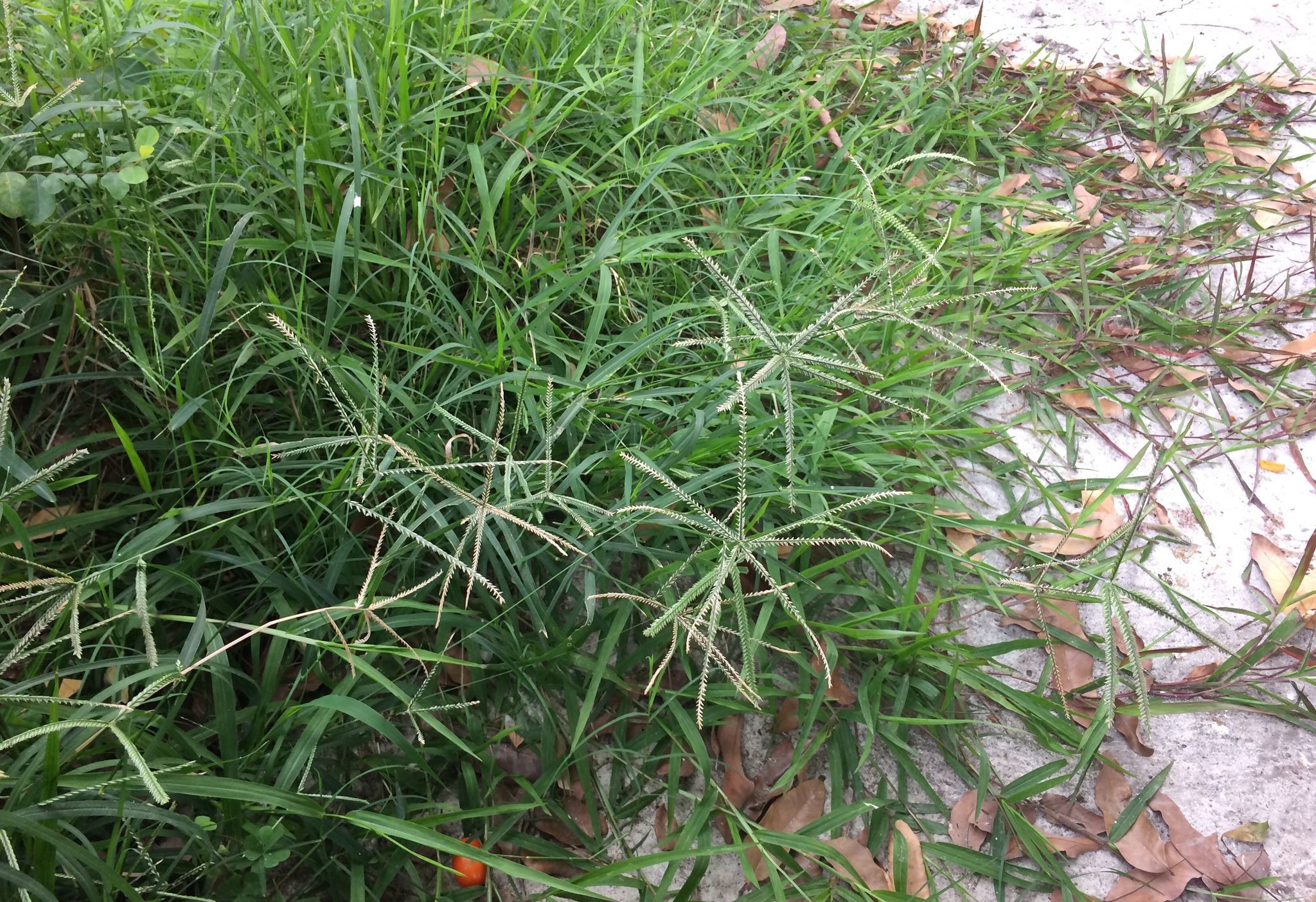 หญ้าตีนกา thai-herbs.thdata.co | หญ้าตีนกา สรรพคุณ สมุนไพร ไทย 