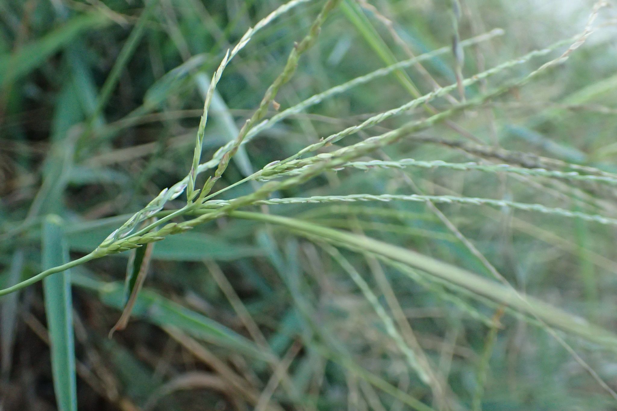 หญ้าตีนนก thai-herbs.thdata.co | หญ้าตีนนก สรรพคุณ สมุนไพร ไทย 