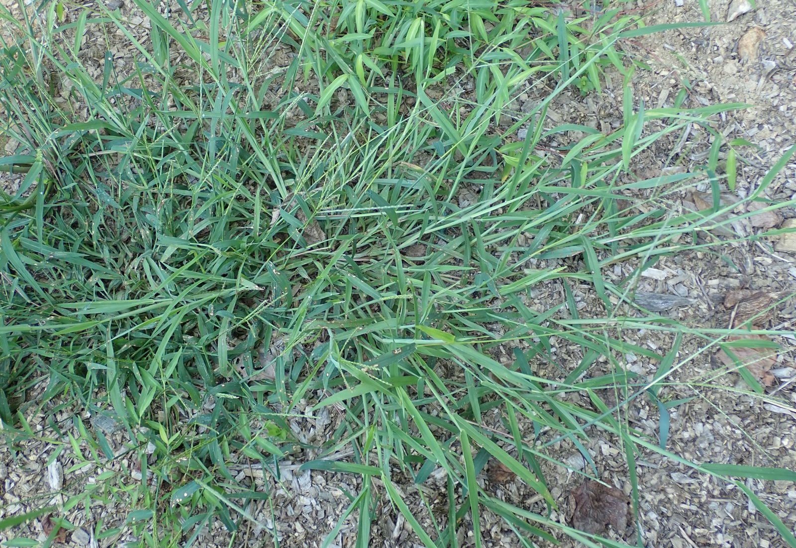 หญ้าตีนนก thai-herbs.thdata.co | หญ้าตีนนก สรรพคุณ สมุนไพร ไทย 