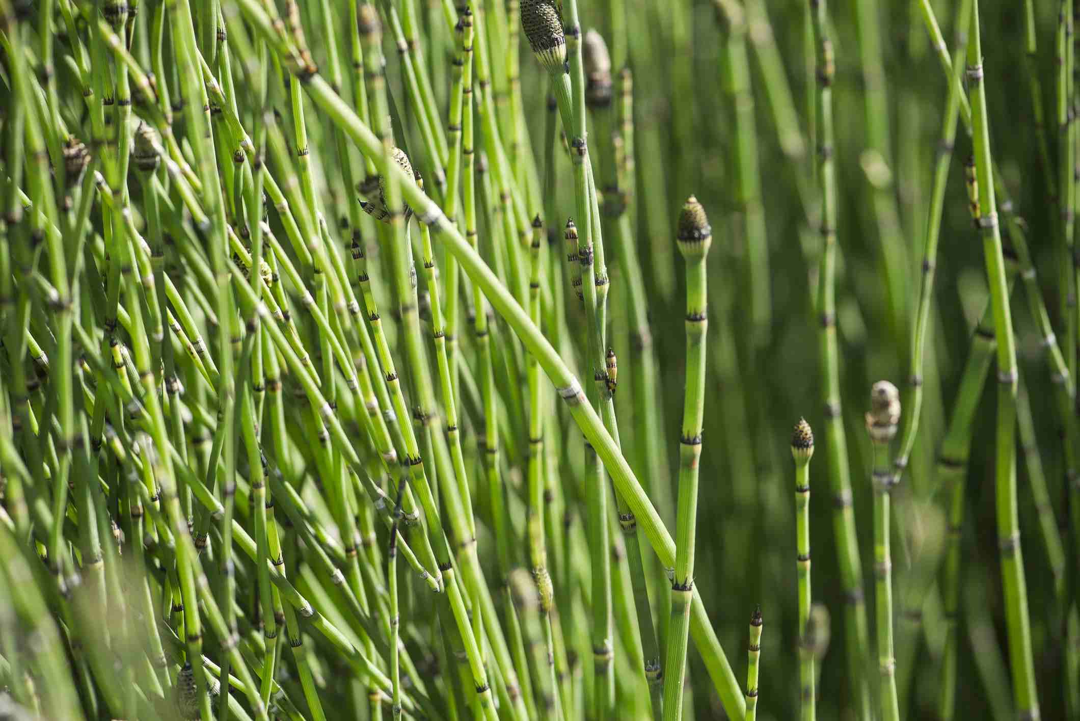 หญ้าถอดปล้อง thai-herbs.thdata.co | หญ้าถอดปล้อง สรรพคุณ สมุนไพร ไทย 