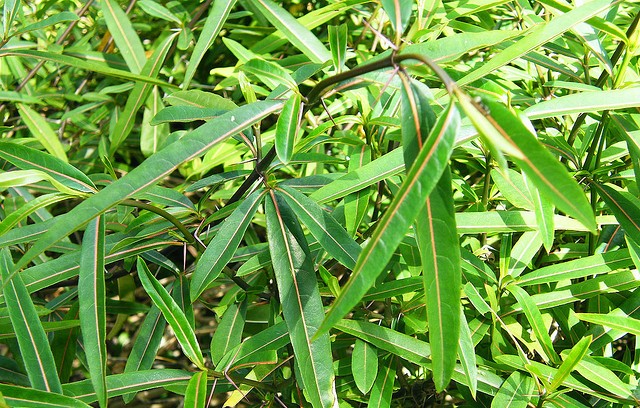 ทองระอา thai-herbs.thdata.co | ทองระอา สรรพคุณ สมุนไพร ไทย 