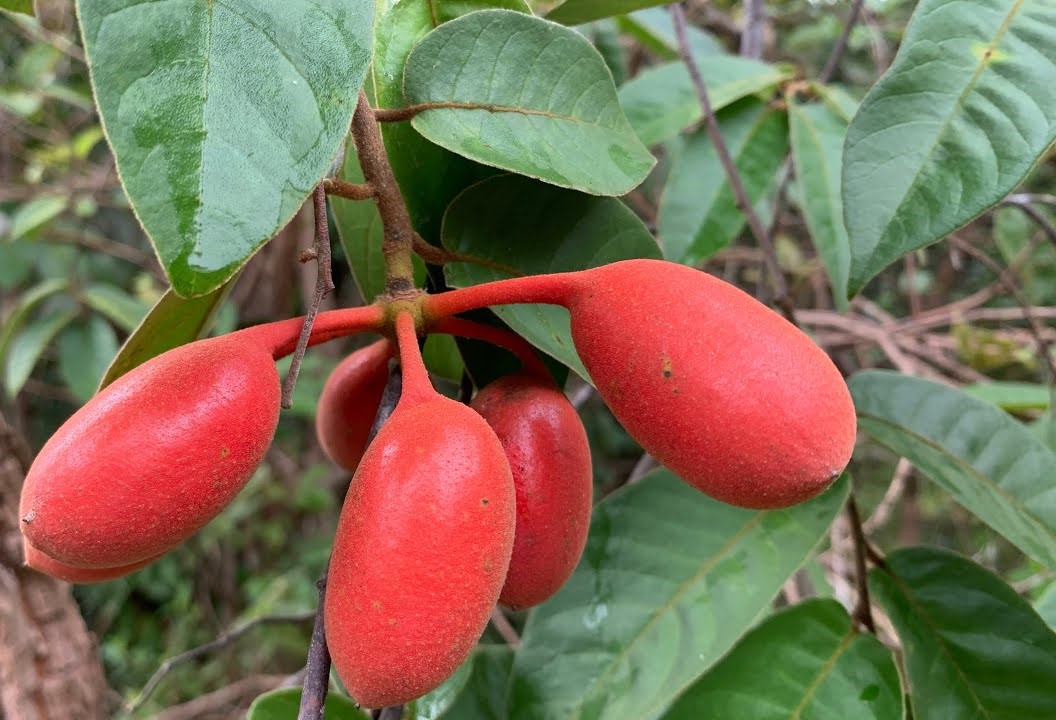 นมควาย thai-herbs.thdata.co | นมควาย สรรพคุณ สมุนไพร ไทย 