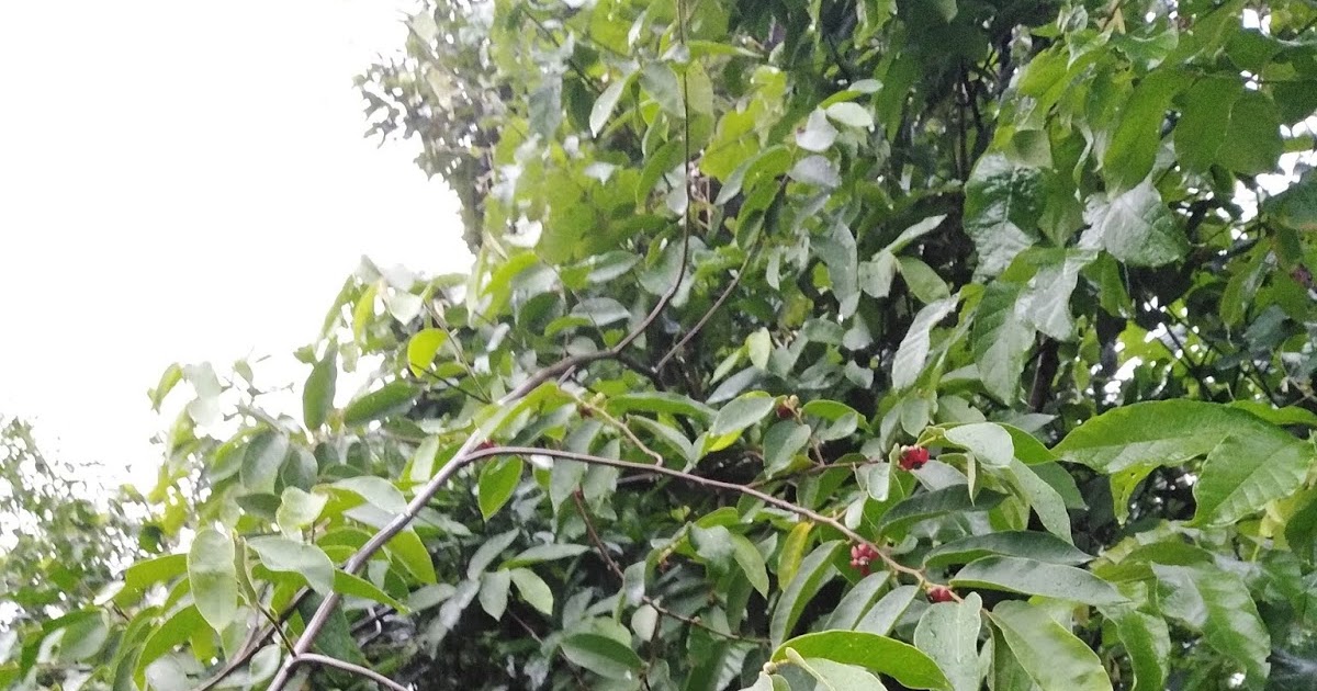 นมควาย thai-herbs.thdata.co | นมควาย สรรพคุณ สมุนไพร ไทย 