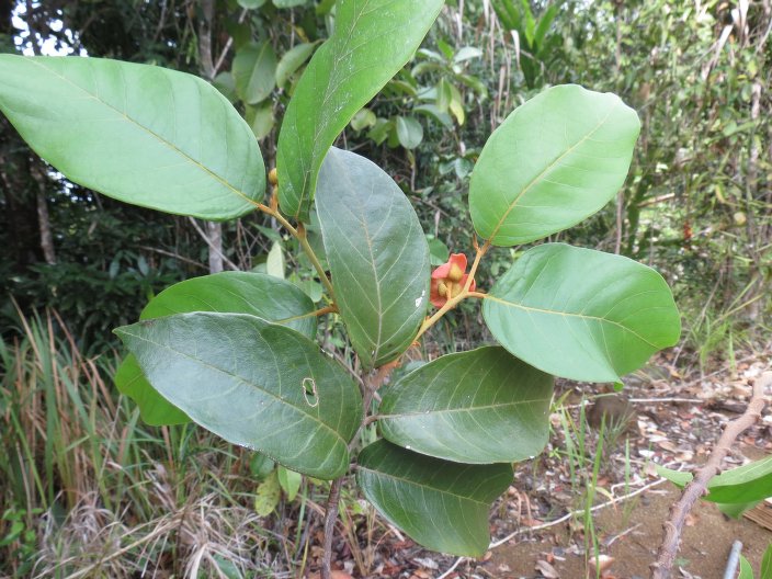นมควาย thai-herbs.thdata.co | นมควาย สรรพคุณ สมุนไพร ไทย 