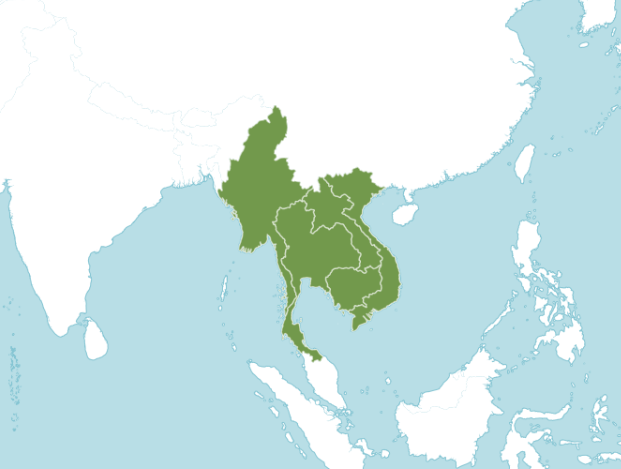 ปรงป่า thai-herbs.thdata.co | ปรงป่า สรรพคุณ สมุนไพร ไทย 