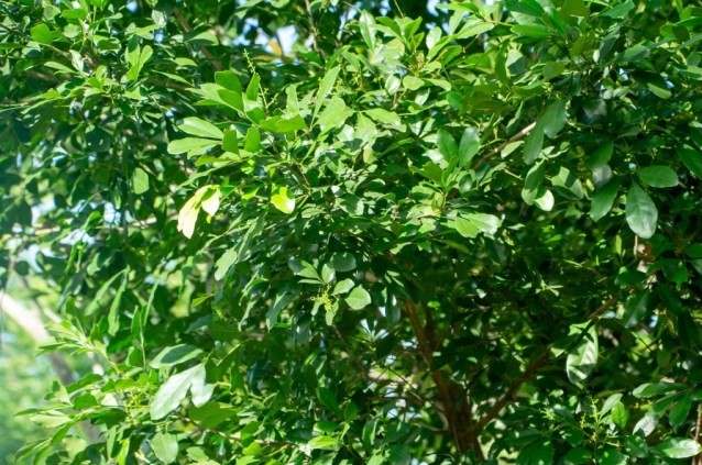 ประยงค์ป่า thai-herbs.thdata.co | ประยงค์ป่า สรรพคุณ สมุนไพร ไทย 
