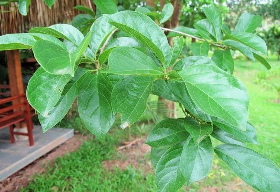 ปรู thai-herbs.thdata.co | ปรู สรรพคุณ สมุนไพร ไทย 