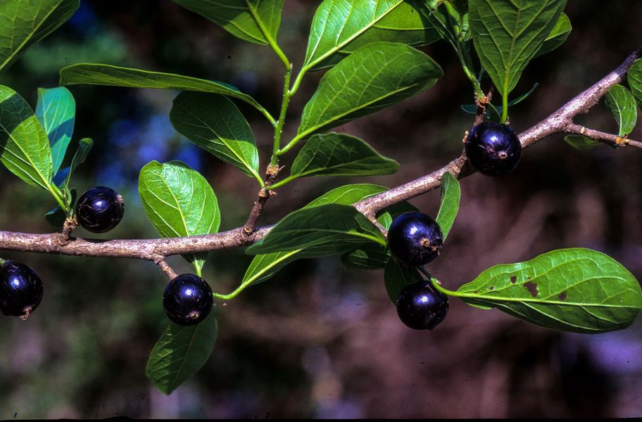 ปรู thai-herbs.thdata.co | ปรู สรรพคุณ สมุนไพร ไทย 