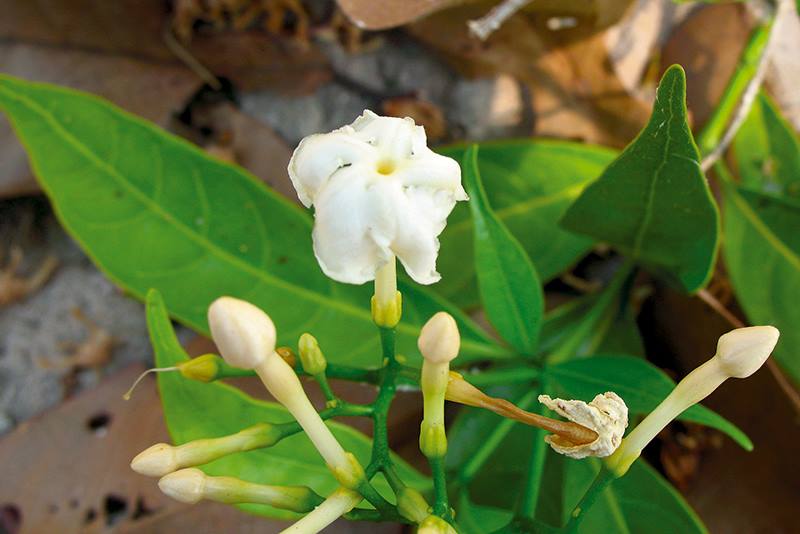 พริกป่า thai-herbs.thdata.co | พริกป่า สรรพคุณ สมุนไพร ไทย 