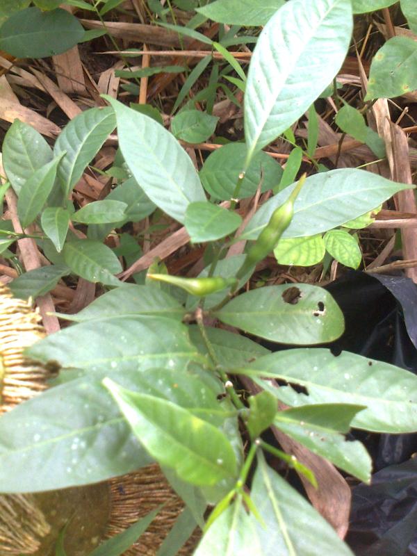 พริกป่า thai-herbs.thdata.co | พริกป่า สรรพคุณ สมุนไพร ไทย 