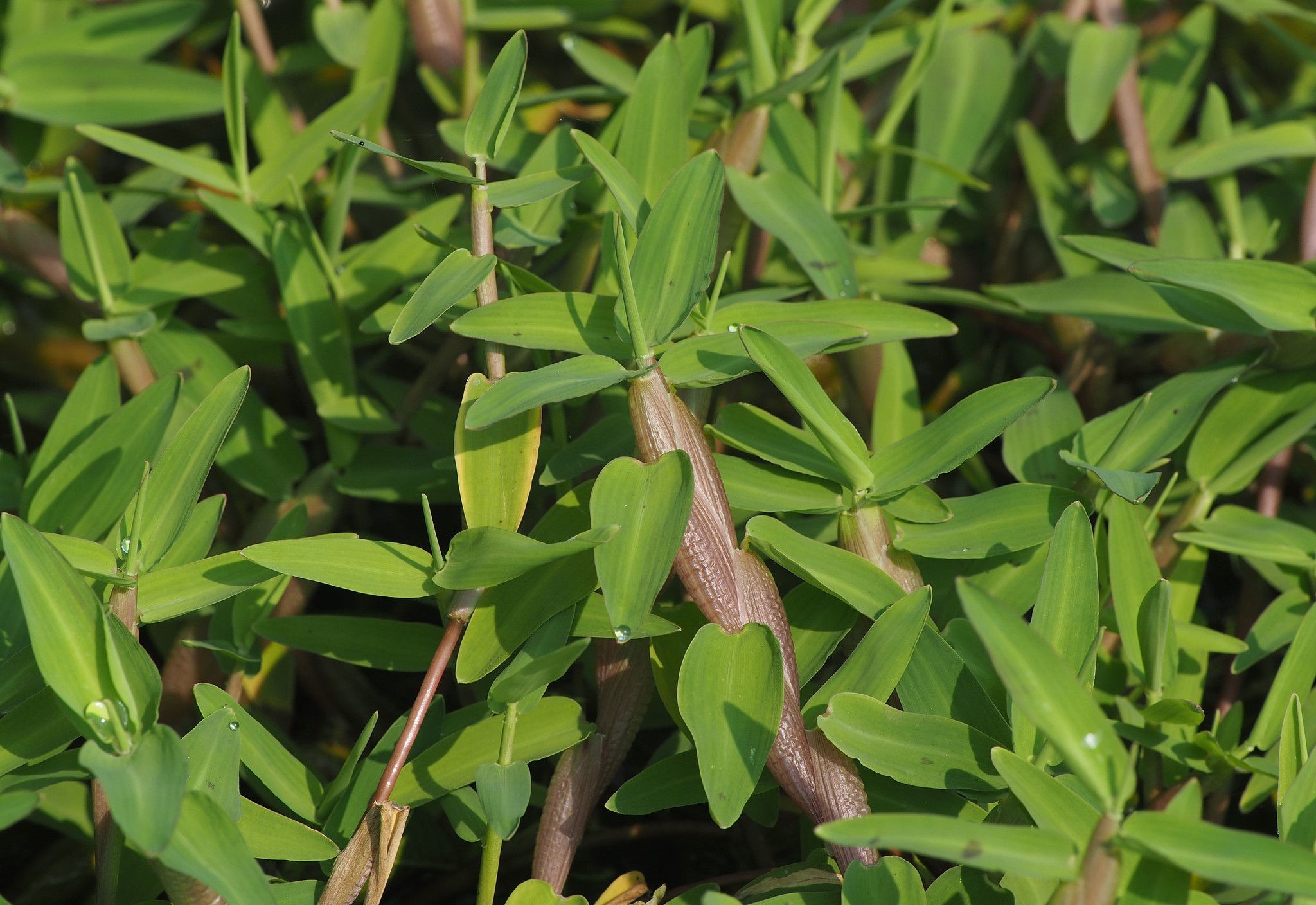 หญ้าพองลม thai-herbs.thdata.co | หญ้าพองลม สรรพคุณ สมุนไพร ไทย 
