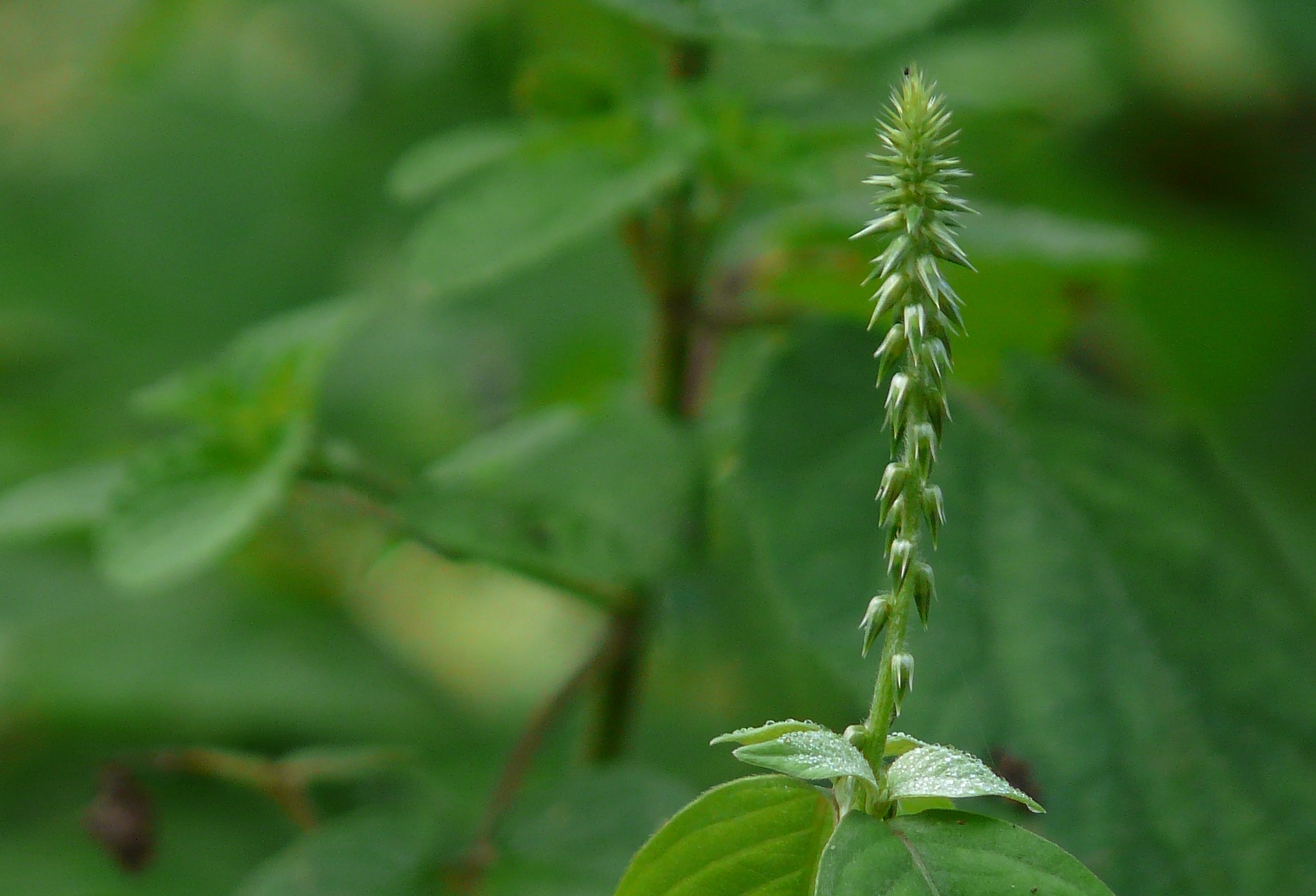หญ้าพันงูขาว thai-herbs.thdata.co | หญ้าพันงูขาว สรรพคุณ สมุนไพร ไทย 