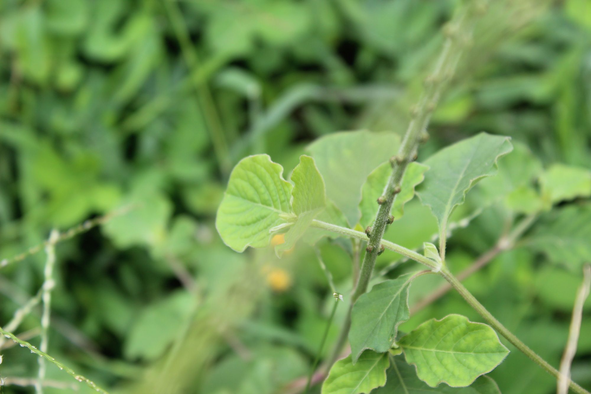 หญ้าพันงูขาว thai-herbs.thdata.co | หญ้าพันงูขาว สรรพคุณ สมุนไพร ไทย 