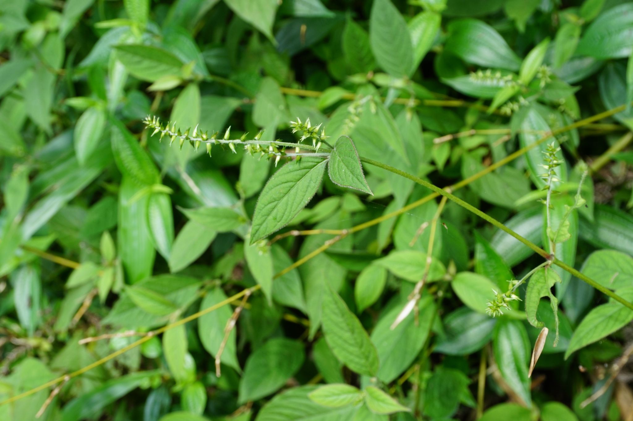 หญ้าพันงูนา thai-herbs.thdata.co | หญ้าพันงูนา สรรพคุณ สมุนไพร ไทย 