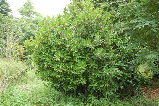 พิลังกาสา thai-herbs.thdata.co | พิลังกาสา สรรพคุณ สมุนไพร ไทย 