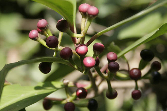พิลังกาสา thai-herbs.thdata.co | พิลังกาสา สรรพคุณ สมุนไพร ไทย 