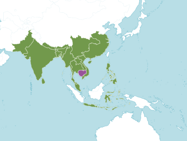 มะกอกป่า thai-herbs.thdata.co | มะกอกป่า สรรพคุณ สมุนไพร ไทย 