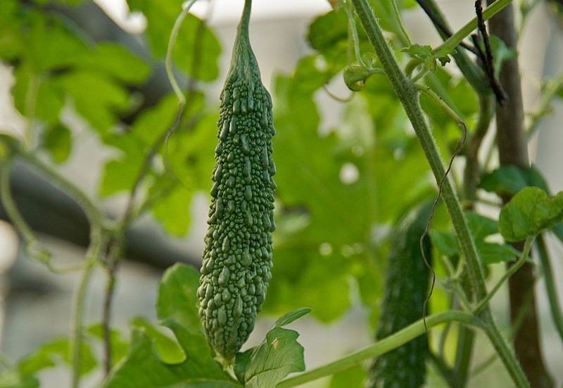 สมุนไพรลดระดับน้ำตาลในเลือด-มะระ thai-herbs.thdata.co | สมุนไพรลดระดับน้ำตาลในเลือด-มะระ สรรพคุณ สมุนไพร ไทย 