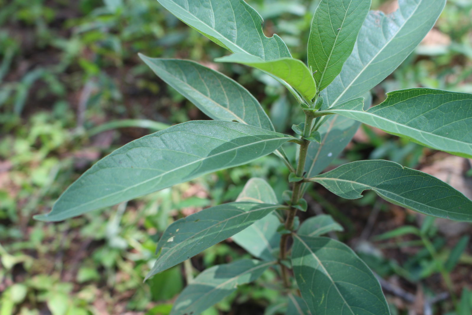ยอป่า thai-herbs.thdata.co | ยอป่า สรรพคุณ สมุนไพร ไทย 