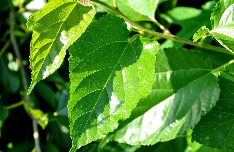 สมุนไพรกับโรคเบาหวาน-3 thai-herbs.thdata.co | สมุนไพรกับโรคเบาหวาน-3 สรรพคุณ สมุนไพร ไทย 