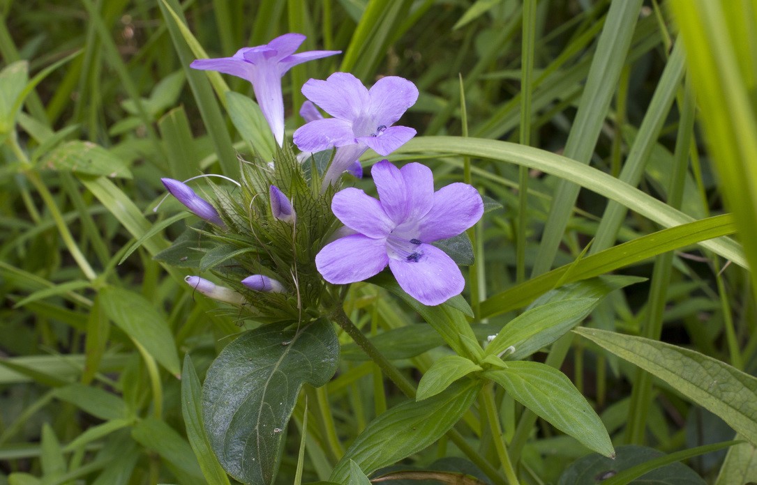 อังกาบ thai-herbs.thdata.co | อังกาบ สรรพคุณ สมุนไพร ไทย 