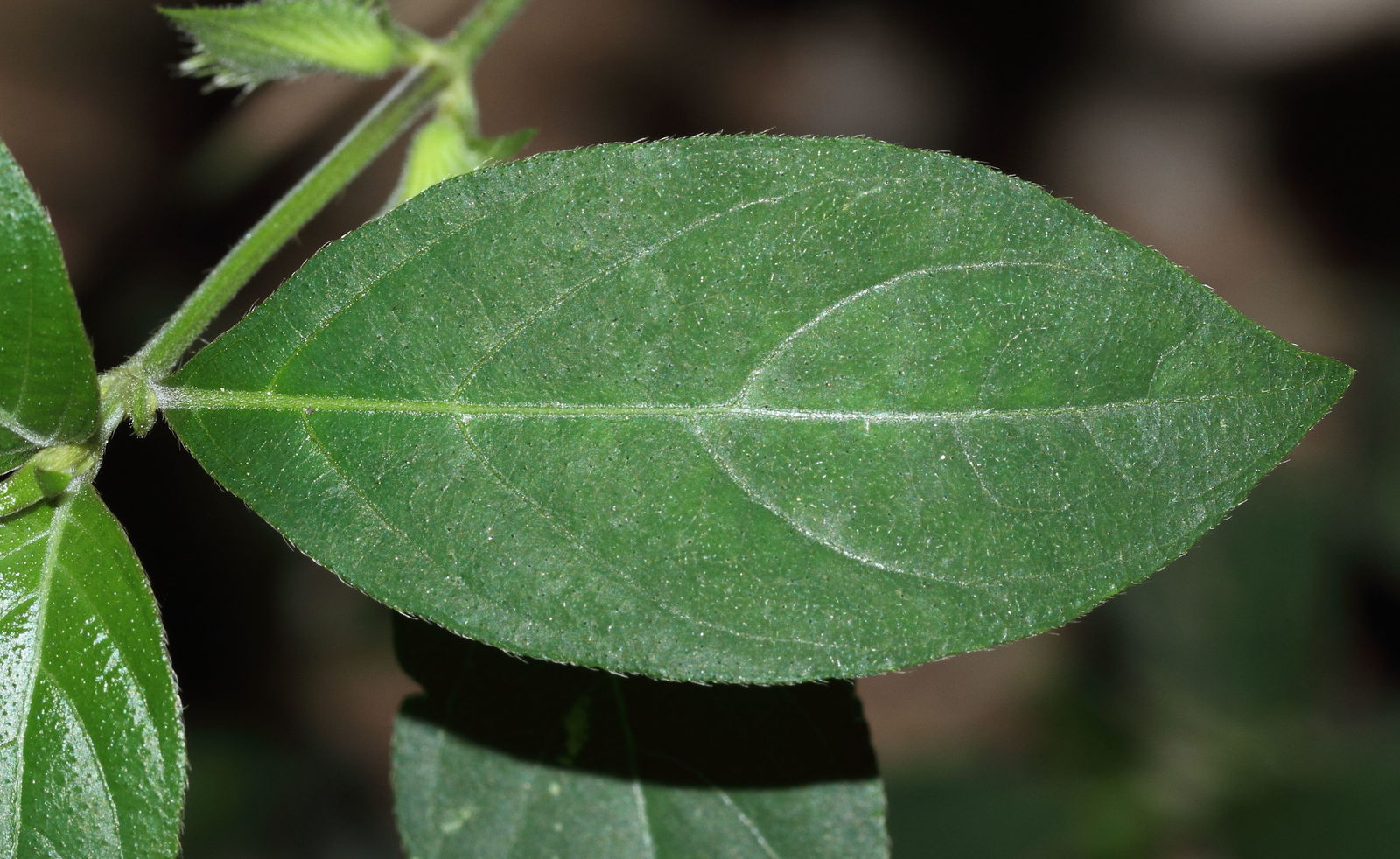 อังกาบ thai-herbs.thdata.co | อังกาบ สรรพคุณ สมุนไพร ไทย 