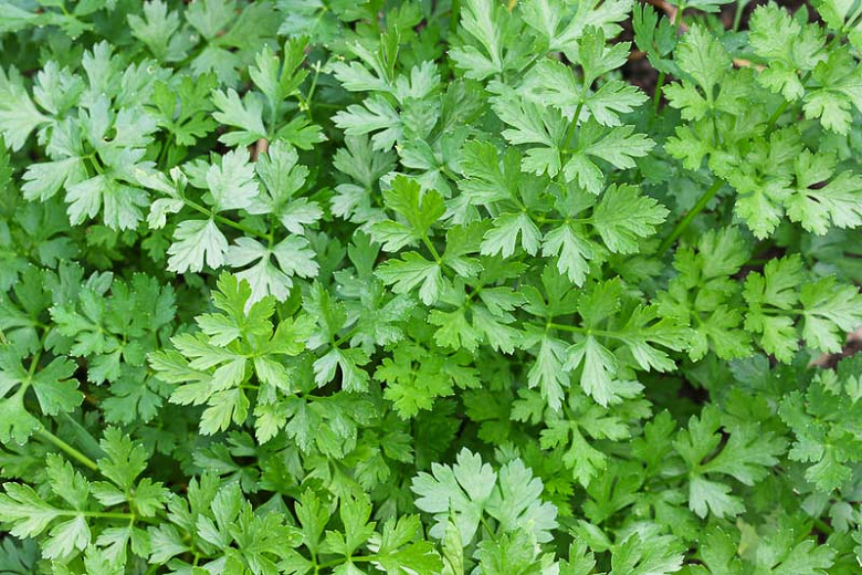 เทียนเยาวพาณี thai-herbs.thdata.co | เทียนเยาวพาณี สรรพคุณ สมุนไพร ไทย 