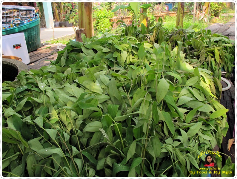 เมนูเพื่อสุขภาพ-แกงขี้เหล็กใส่หมูย่าง thai-herbs.thdata.co | เมนูเพื่อสุขภาพ-แกงขี้เหล็กใส่หมูย่าง สรรพคุณ สมุนไพร ไทย 
