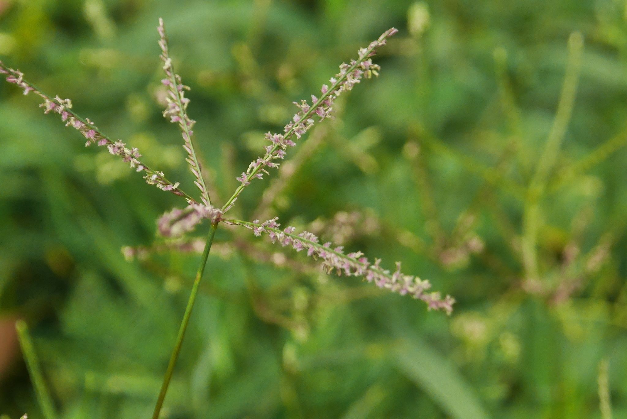 หญ้าแพรก thai-herbs.thdata.co | หญ้าแพรก สรรพคุณ สมุนไพร ไทย 