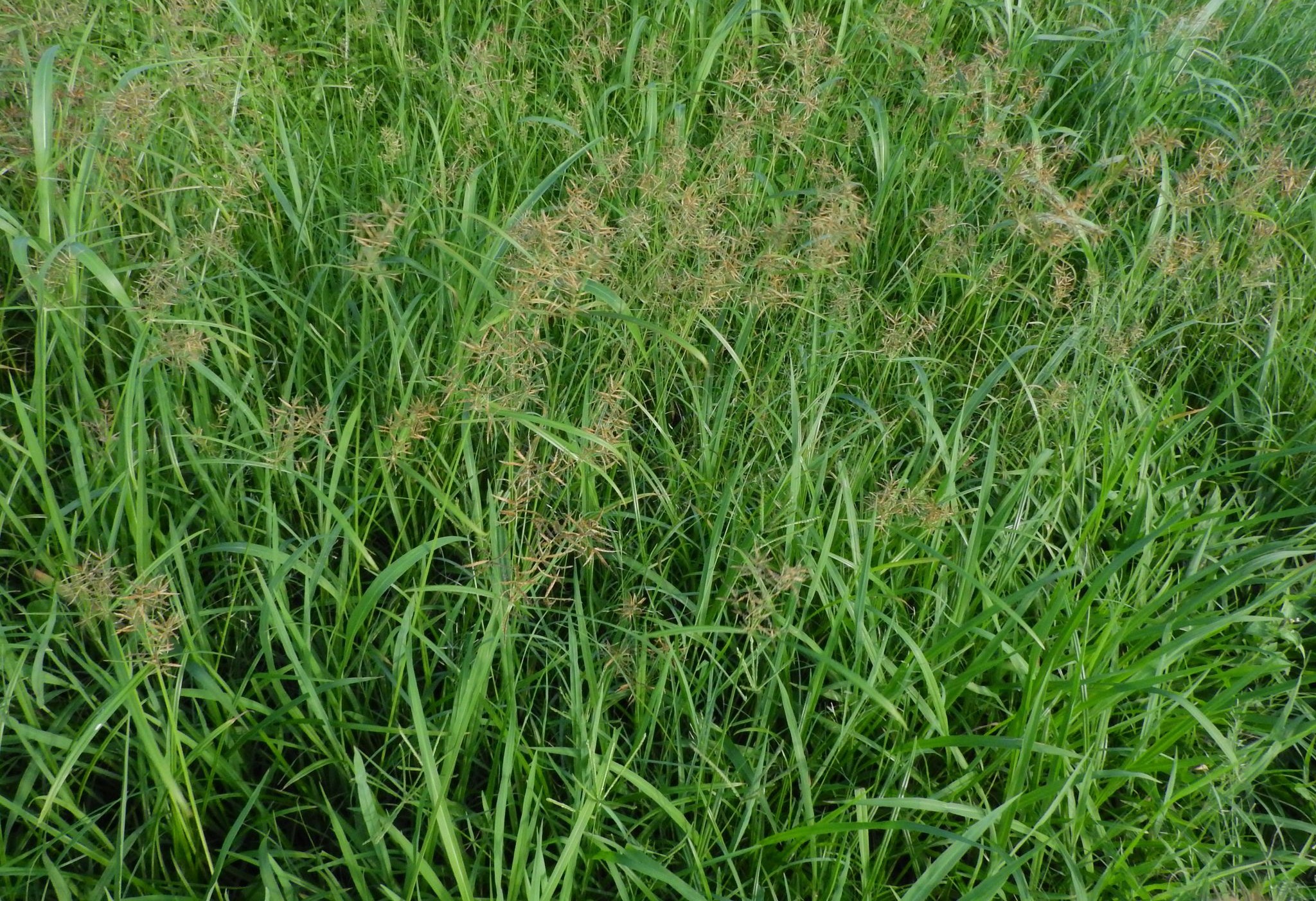 หญ้าแห้วหมู thai-herbs.thdata.co | หญ้าแห้วหมู สรรพคุณ สมุนไพร ไทย 