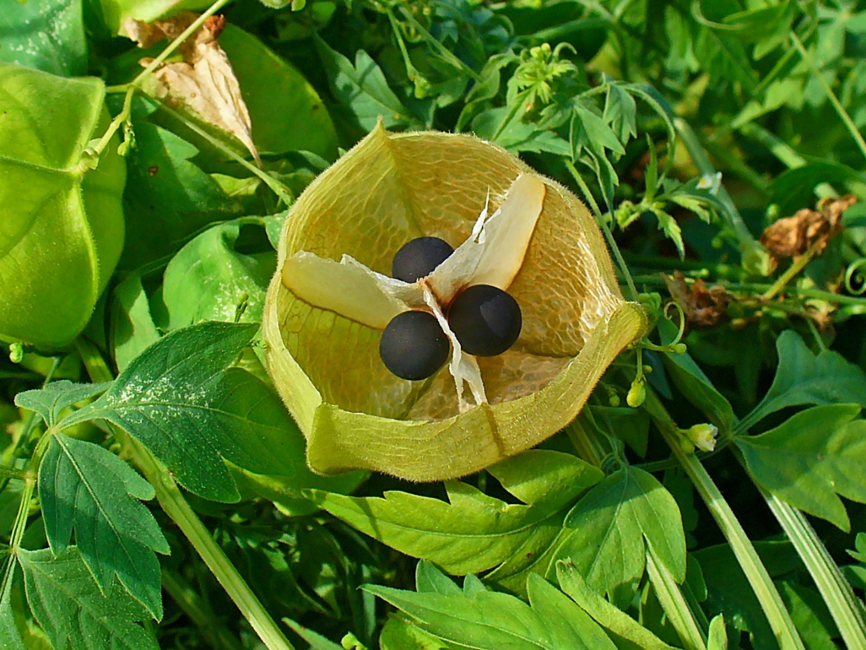 โคกกระออม-ตุ้มต้อก thai-herbs.thdata.co | โคกกระออม-ตุ้มต้อก สรรพคุณ สมุนไพร ไทย 